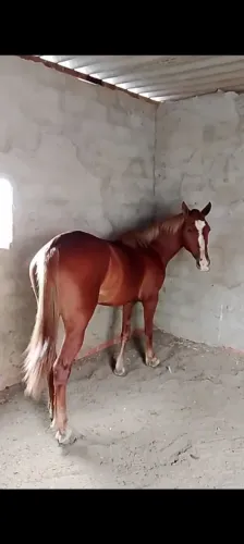 Egua boa de boi