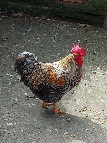 Galos 
