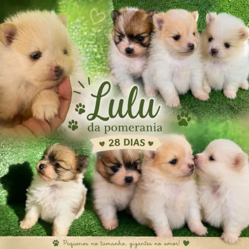 Lulu da pomerania( spitz alemão anão )