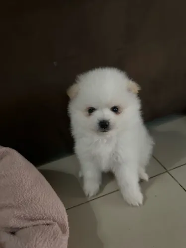 Spitz alemão anão