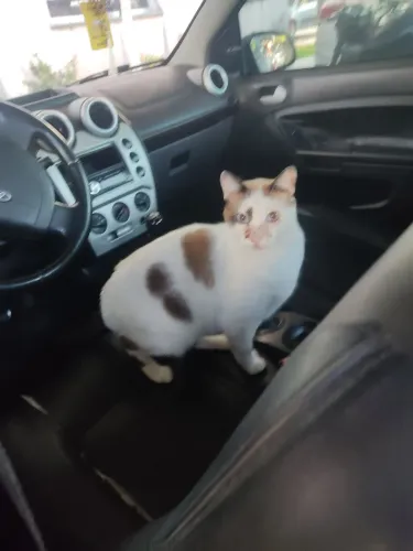 Gata castrada pra adoção