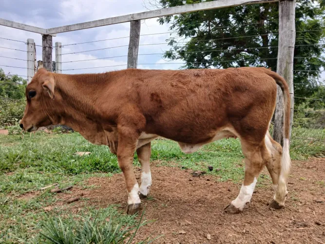 Vendo Casal Mini bezerra/bezerro