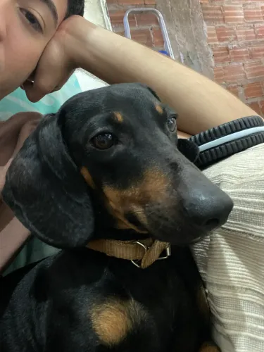 Procura-Se uma namorada cachorro Dachshund
