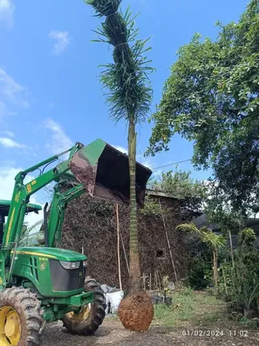 Palmeira Areca de Locuba 