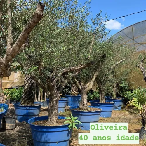 Oliveira 40 anos de idade /AP Paisagismo