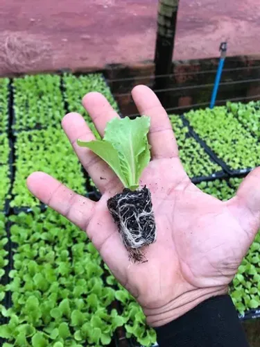 Mudas de hortaliças direto do produtor rural