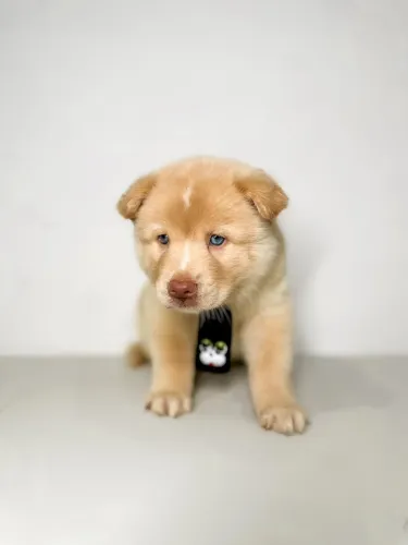 Filhotes de Husky Siberiano 