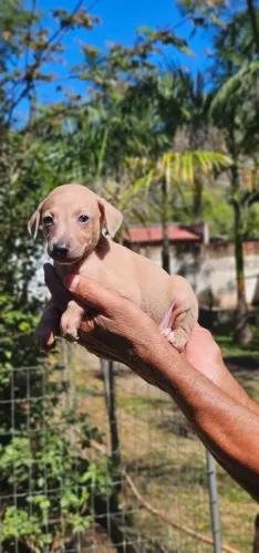 Galgo Italiano Macho