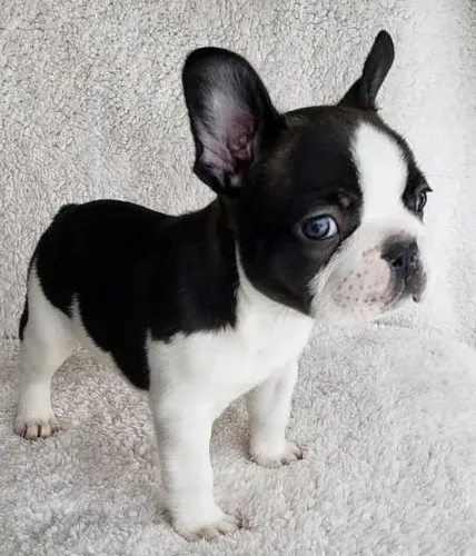 Bulldog frances atento
