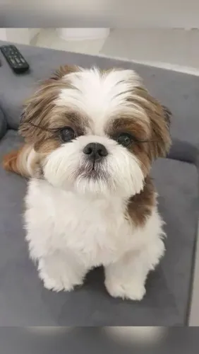 Filhote Shih Tzu - brincalhão cheio de amor