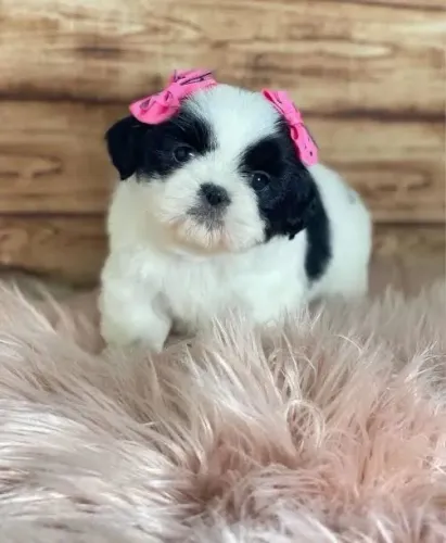 Confira seu filhote aqui! Lhasa apso fêmea branca e preta 58 dias 