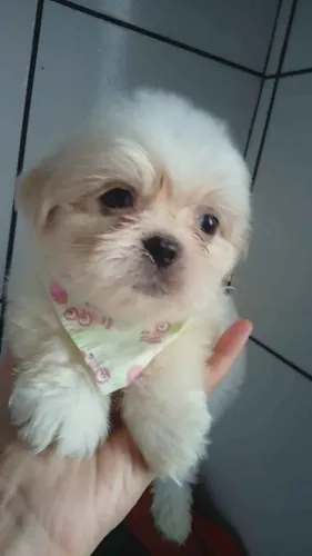 Quer Mais Amor na Sua Vida? Filhote Maltês!