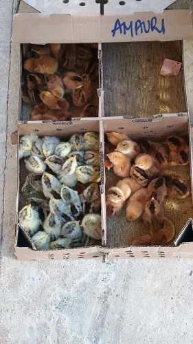 Pintinhos 
