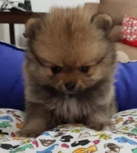 Lulu da Pomerânia 