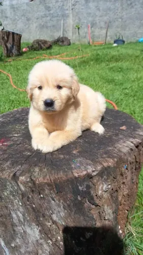 Golden Retriever Chamar whats *