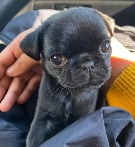Filhote Pug, Dê Amor e Receba Amor Multiplicado!