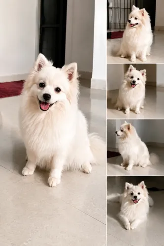 Spitz alemão