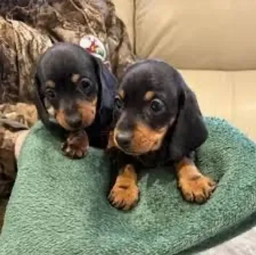     Últimas Dachshund Mini Fêmeas | Canil Legalizado