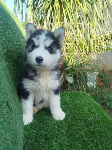 Husky Siberiano filhote