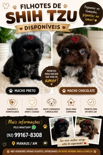 Filhotes de Shihtzu