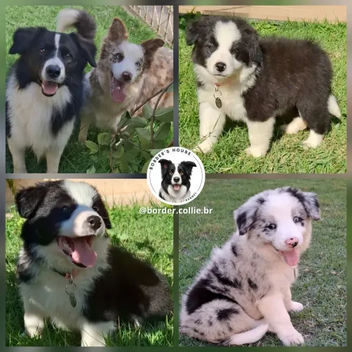 Border collie insta: @border.collie.br