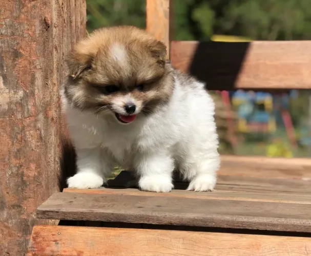 Lulu da Pomerania femea particolo parcelamos até 18 