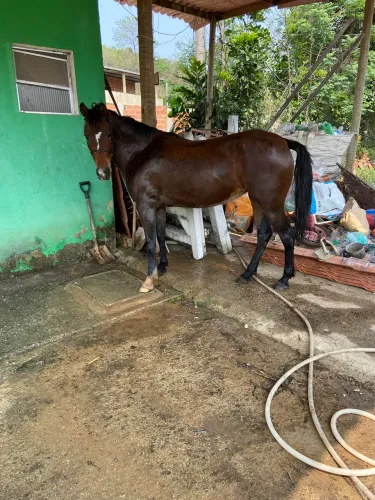 Vendo potra quarto de milha.