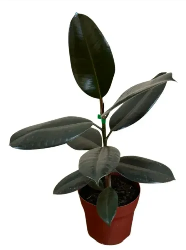 Muda de Ficus Elástica