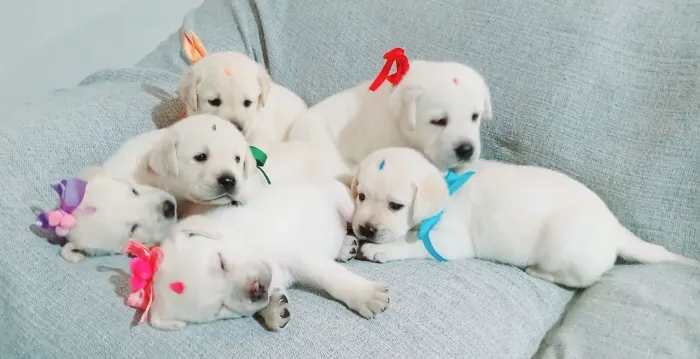 labrador champanhe filhotes a venda