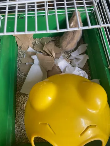 Hamster para adoção