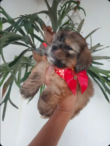Filhote Lhasa apso ( macho)