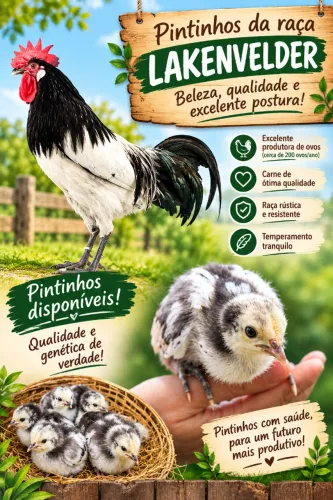 pintinhos da raça Lakenvelder com 30 dias - retira ou entrega em Curitiba