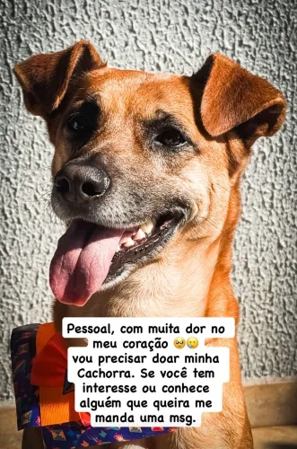 Doação de uma Caramelo
