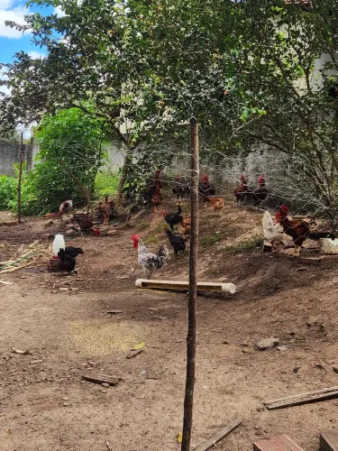 Frangos e Galinhas Capoeira criados soltos. 