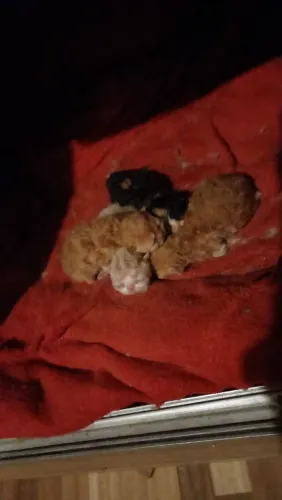Gatos persas