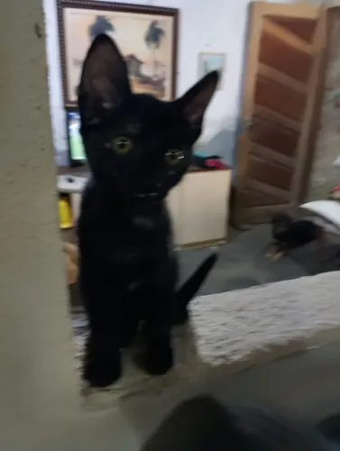 Gatos 