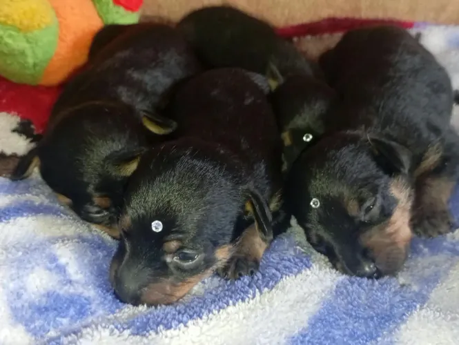 Filhotes fêmeas de pinscher 1
