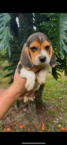 Beagles disponível 