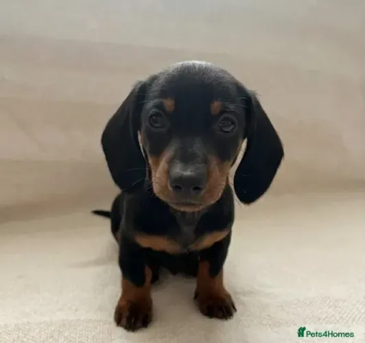 Cachorro filhote companheiro e alegre Teckel/Dachshund/Salsicha/Salsichinha/Basset/Cofap