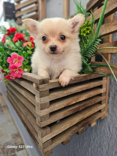 Cachorro