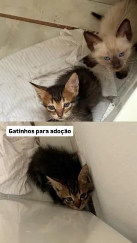 Gatinhos para adoção 