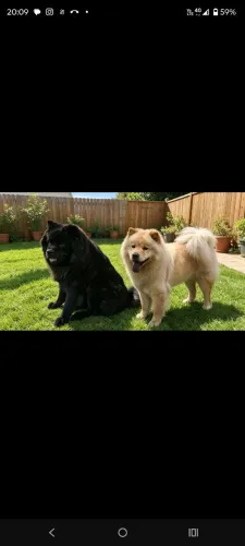 filhotes de Chow Chow