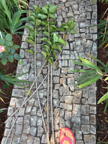 Estacas de lindos hibiscos grátis para vc plantar por estaquia