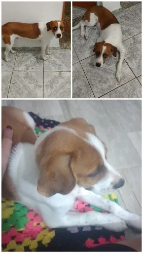 Doa-se cachorro 