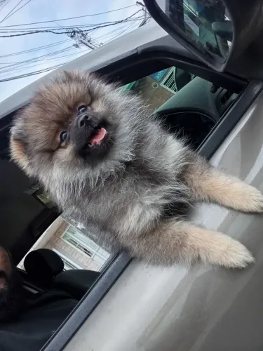 Lulu da Pomerânia Spitz alemão