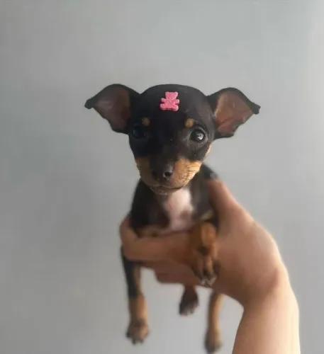 Lindas filhotes de pinscher com kit filhote 