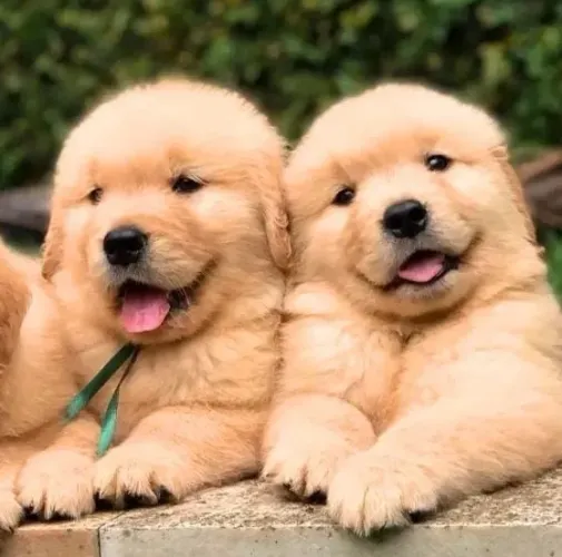 Golden Retriever Filhotes A Pronta Entrega.
