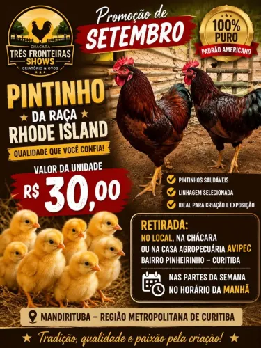 Pintinhos puros Raça Rhod Island Red Padrão americano