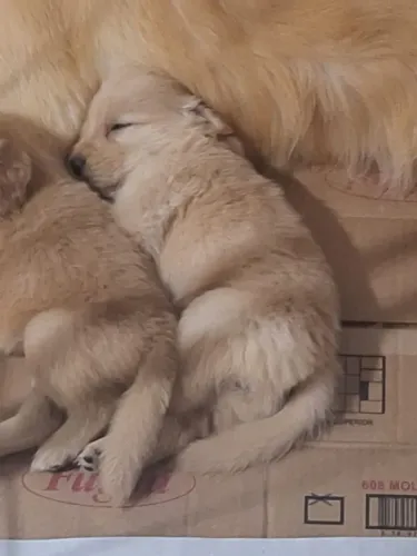 Golden Retriever, lindos, 49 dias