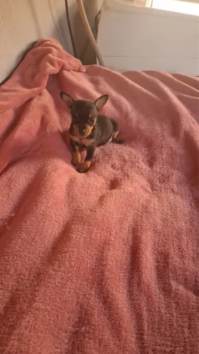 Filhote de Pinscher fêmea disponível pra venda!!